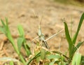 Grasshopper insect on grass in garden outdoor, park green background cricket animal macro