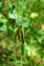 Grasshopper insect on grass in garden outdoor, park green background cricket animal macro close up