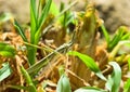 Grasshopper insect on grass in garden outdoor, park green background cricket animal macro close up