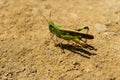 Grasshopper insect on grass in garden outdoor, park green background cricket animal macro