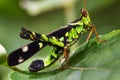 Grasshopper insect