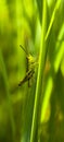 Grasshopper Royalty Free Stock Photo