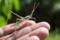 Grasshopper insect on man hand in garden outdoor, park green background cricket animal macro close up