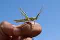 Grasshopper insect on man hand in garden outdoor, park green background cricket animal macro close up