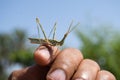 Grasshopper insect on man hand in garden outdoor, park green background cricket animal macro close up
