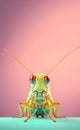 Grasshopper insect peeking over pastel bright background. advertisement, banner, card