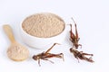 Grasshopper insect powder. Orthoptera flour for Insects eating as food edible items made of cooked insect meat in bowl and spoon Royalty Free Stock Photo