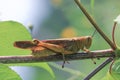 grasshopper insect small closeup macro photo