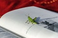 Grasshopper Royalty Free Stock Photo