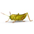 Grasshopper