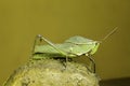 Grasshopper insect of tropical amazon rainforest