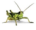 Grasshopper On A White Background