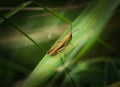 A common grasshopper at summer in saarland, copy space