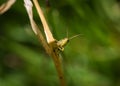 A common grasshopper at summer in saarland, copy space