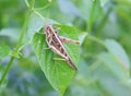 Grasshopper insects on green leaves