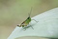 GrasshopperInsects- Insecta