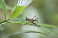 GrasshopperInsects- Insecta