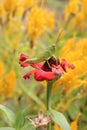 grasshopper insects that perch on flowers