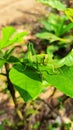 grasshopper insects sticking to leaves