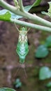 grasshopper insects undergoing metamorphosis