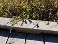 Grasshopper insects on wood boardwalk and plants