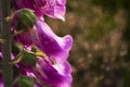 A grasshopper inside a flower