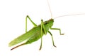 Grasshopper isolated Royalty Free Stock Photo