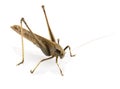 Grasshopper isolated on background