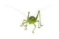 Grasshopper isolated on white