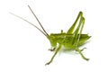 Grasshopper isolated on white Royalty Free Stock Photo