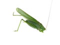 Grasshopper isolated on white background