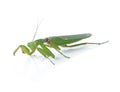 Grasshopper isolated