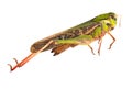 Grasshopper isolated white background Royalty Free Stock Photo