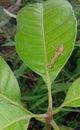 Grasshopper known as Carolina or Arizona Mantis