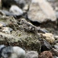 Grasshopper known for camouflage ability with surrounding. Rock or leaf color. Macro photography. Copy space.