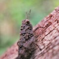 Grasshopper known for camouflage ability with surrounding. Rock or leaf color. Macro photography. Copy space.