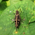 Grasshopper known for camouflage ability with surrounding. Rock or leaf color. Macro photography. Copy space.