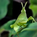 Grasshopper known for camouflage ability with surrounding. Rock or leaf color. Macro photography. Copy space.