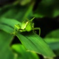 Grasshopper known for camouflage ability with surrounding. Rock or leaf color. Macro photography. Copy space.