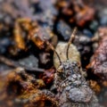 Grasshopper known for camouflage ability with surrounding. Rock or leaf color. Macro photography. Copy space.