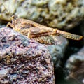 Grasshopper known for camouflage ability with surrounding. Rock or leaf color. Macro photography. Copy space.