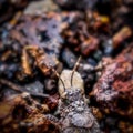 Grasshopper known for camouflage ability with surrounding. Rock or leaf color. Macro photography. Copy space.