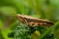 A grasshopper landing on a plant