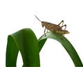 Grasshopper large isolated Royalty Free Stock Photo