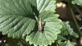 Grasshopper lat. Tettigonioidea hiding in the grass. Masking - 100%. Capable of forming large flocks