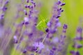 Grasshopper in lavender