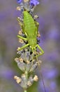 Grasshopper on lavender flower