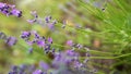 Grasshopper on lavender