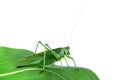 Grasshopper on a leaf