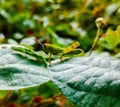 grasshopper on a leaf